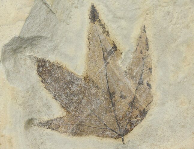Sycamore Leaf (Platanus) - Green River Formation, Colorado #130329